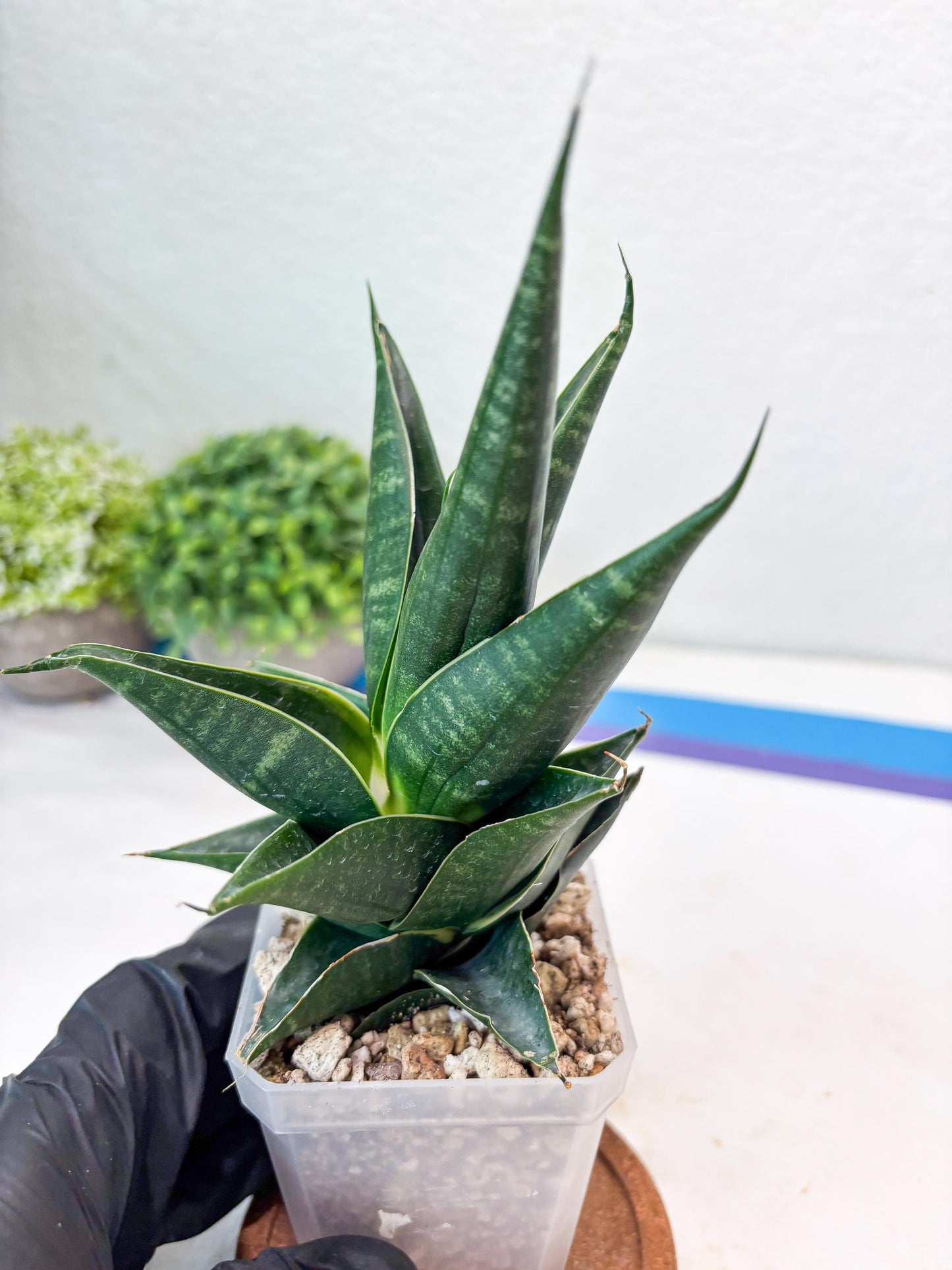 Sansevieria Renata (#Ba85) | Rare Hybrid Species