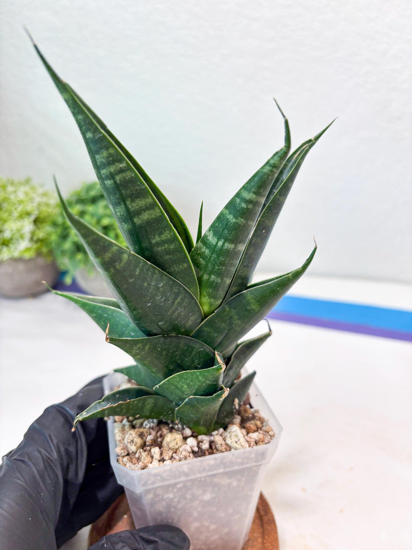 Sansevieria Renata (#Ba85) | Rare Hybrid Species