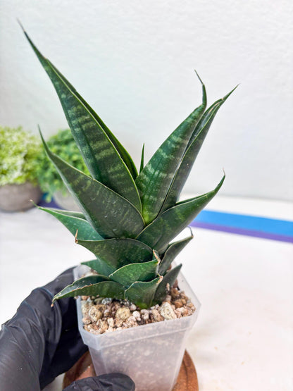 Sansevieria Renata (#Ba85) | Rare Hybrid Species