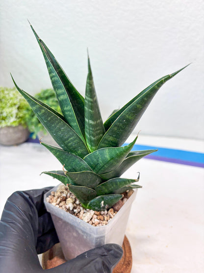 Sansevieria Renata (#Ba85) | Rare Hybrid Species