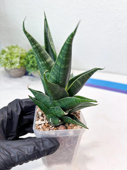 Sansevieria Renata (#Ba85) | Rare Hybrid Species