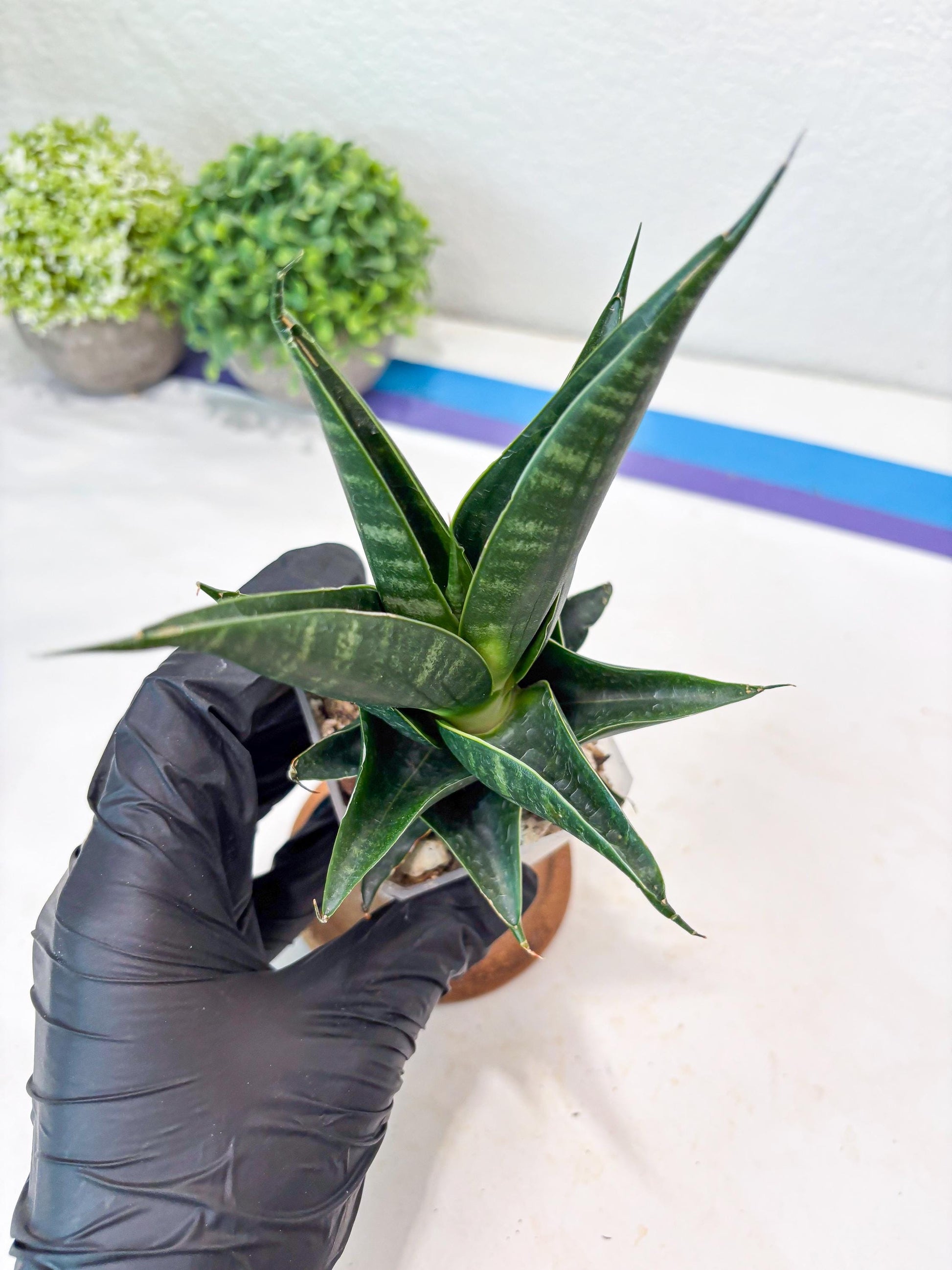 Sansevieria Renata (#Ba85) | Rare Hybrid Species