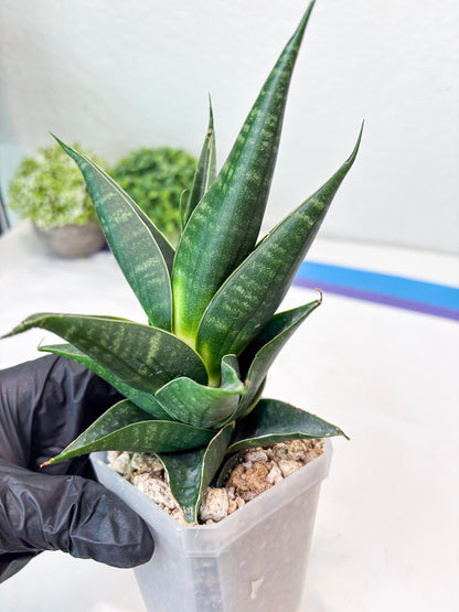 Sansevieria Renata (#Ba85) | Rare Hybrid Species
