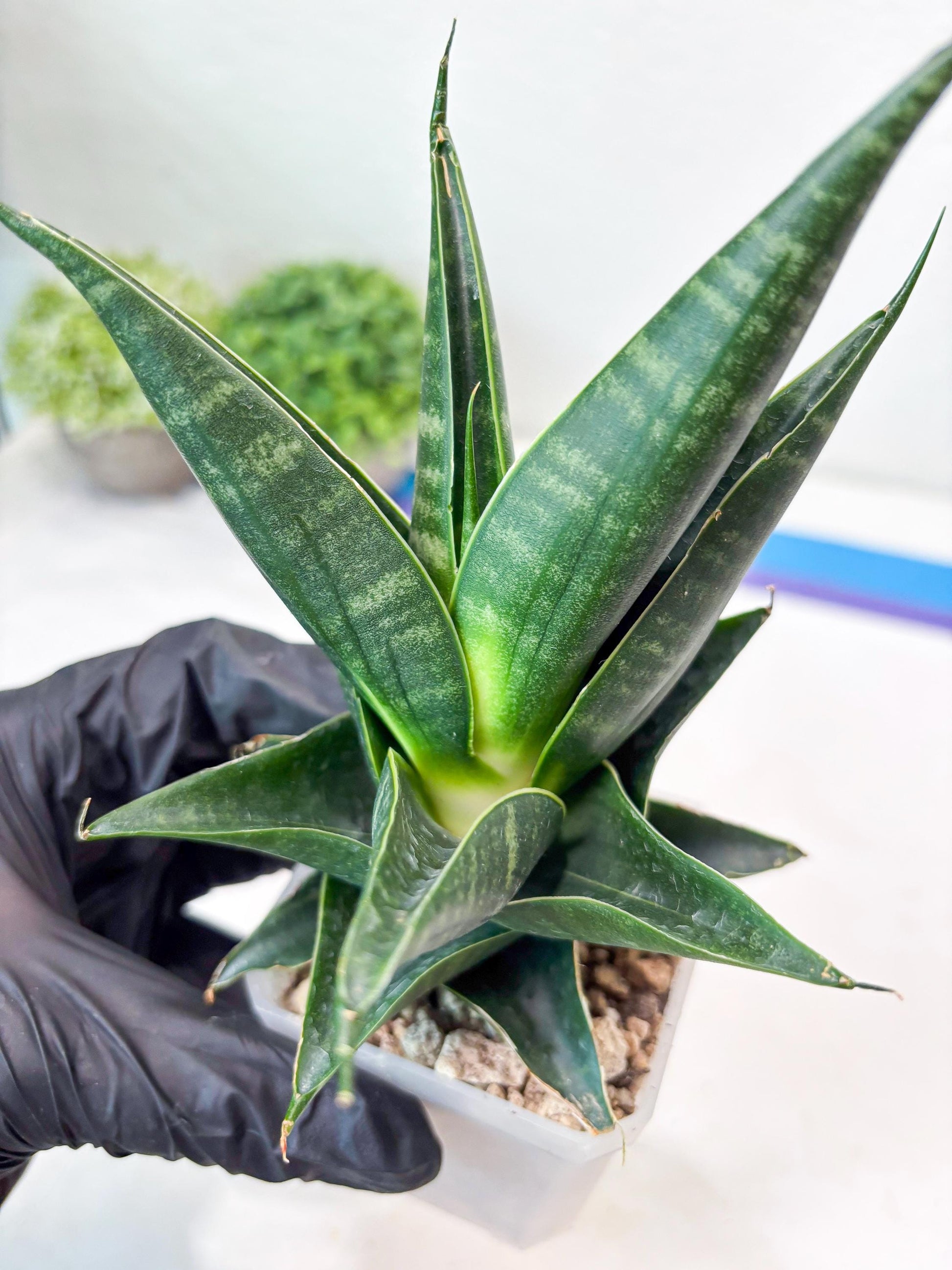 Sansevieria Renata (#Ba85) | Rare Hybrid Species