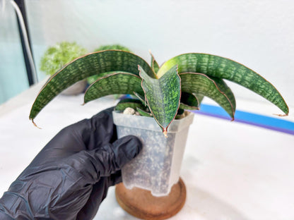 Sansevieria Semanggi (#Ba86) | Imported Hybrid Species