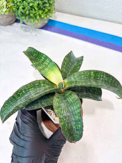 Sansevieria Semanggi (#Ba86) | Imported Hybrid Species