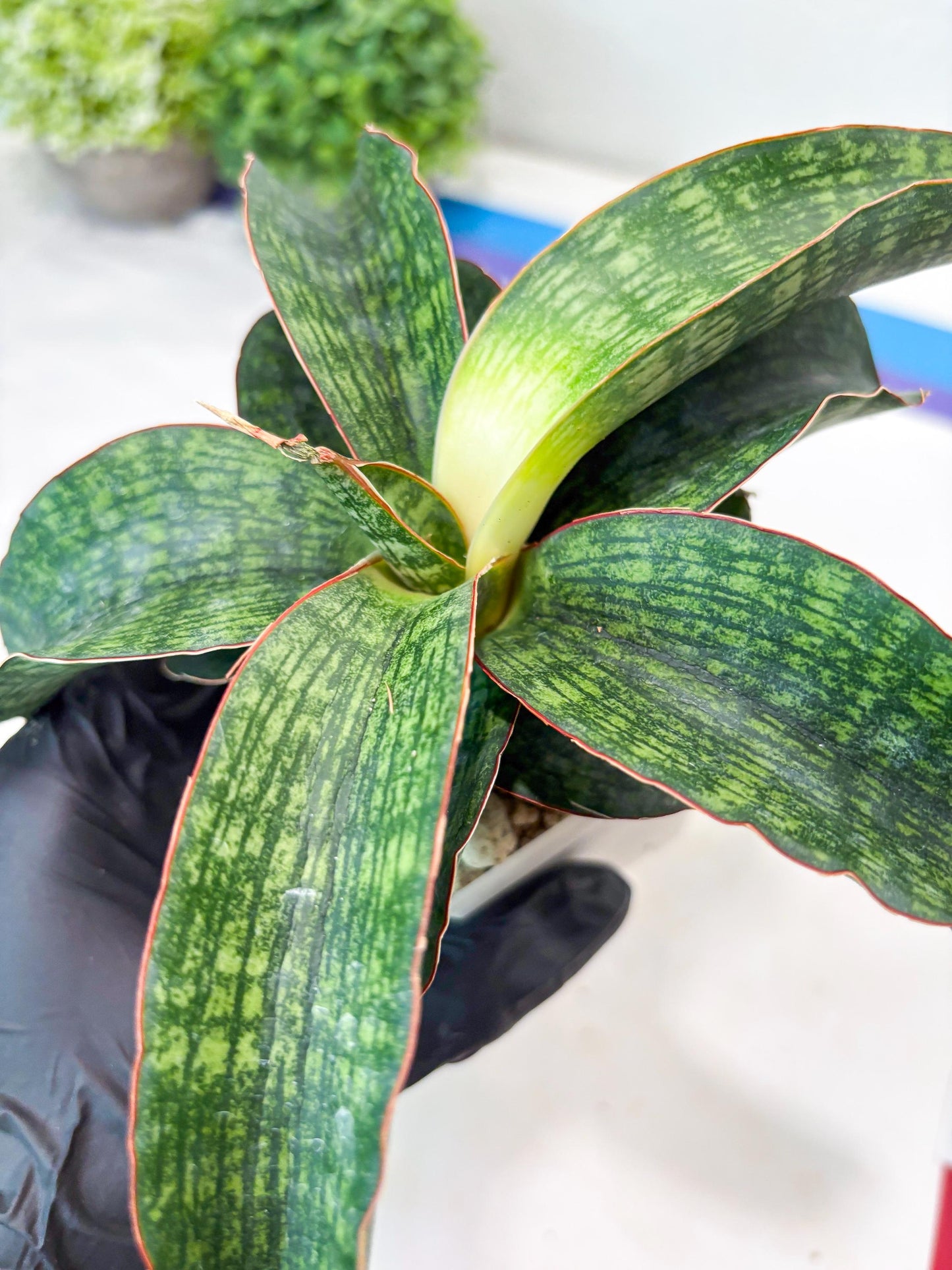 Sansevieria Semanggi (#Ba86) | Imported Hybrid Species