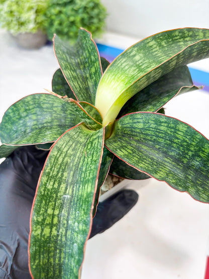 Sansevieria Semanggi (#Ba86) | Imported Hybrid Species