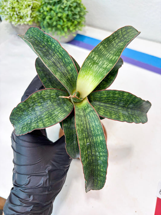 Sansevieria Semanggi (#Ba86) | Imported Hybrid Species