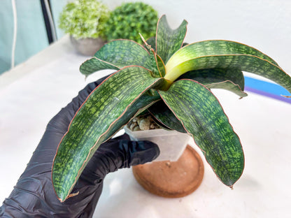 Sansevieria Semanggi (#Ba86) | Imported Hybrid Species