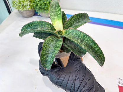 Sansevieria Semanggi (#Ba86) | Imported Hybrid Species