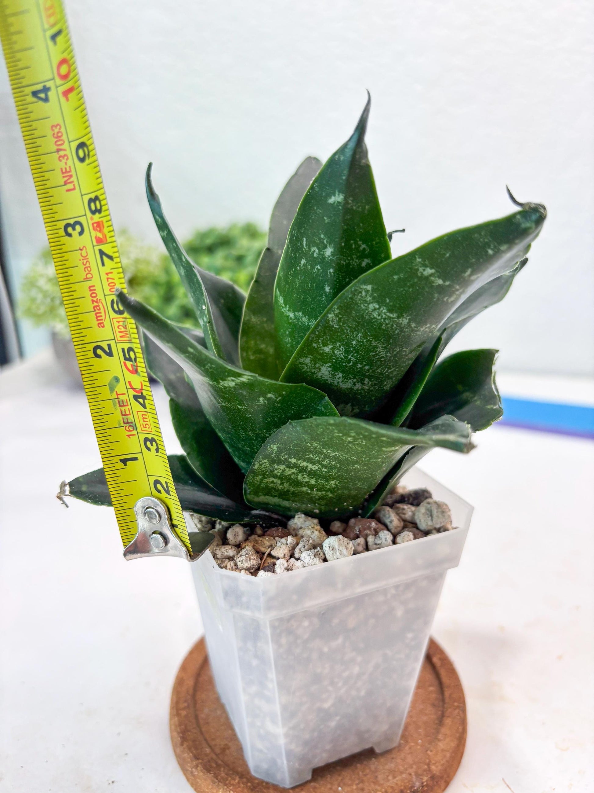 Sansevieria Adikara (#Ba88) | Imported Snake Plant