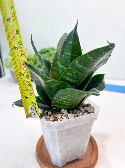 Sansevieria Adikara (#Ba88) | Imported Snake Plant