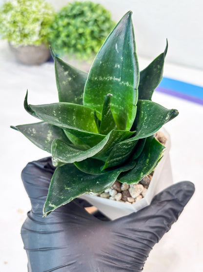 Sansevieria Adikara (#Ba88) | Imported Snake Plant