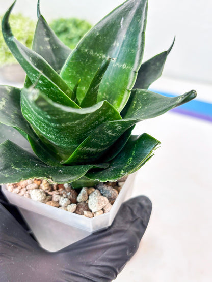 Sansevieria Adikara (#Ba88) | Imported Snake Plant