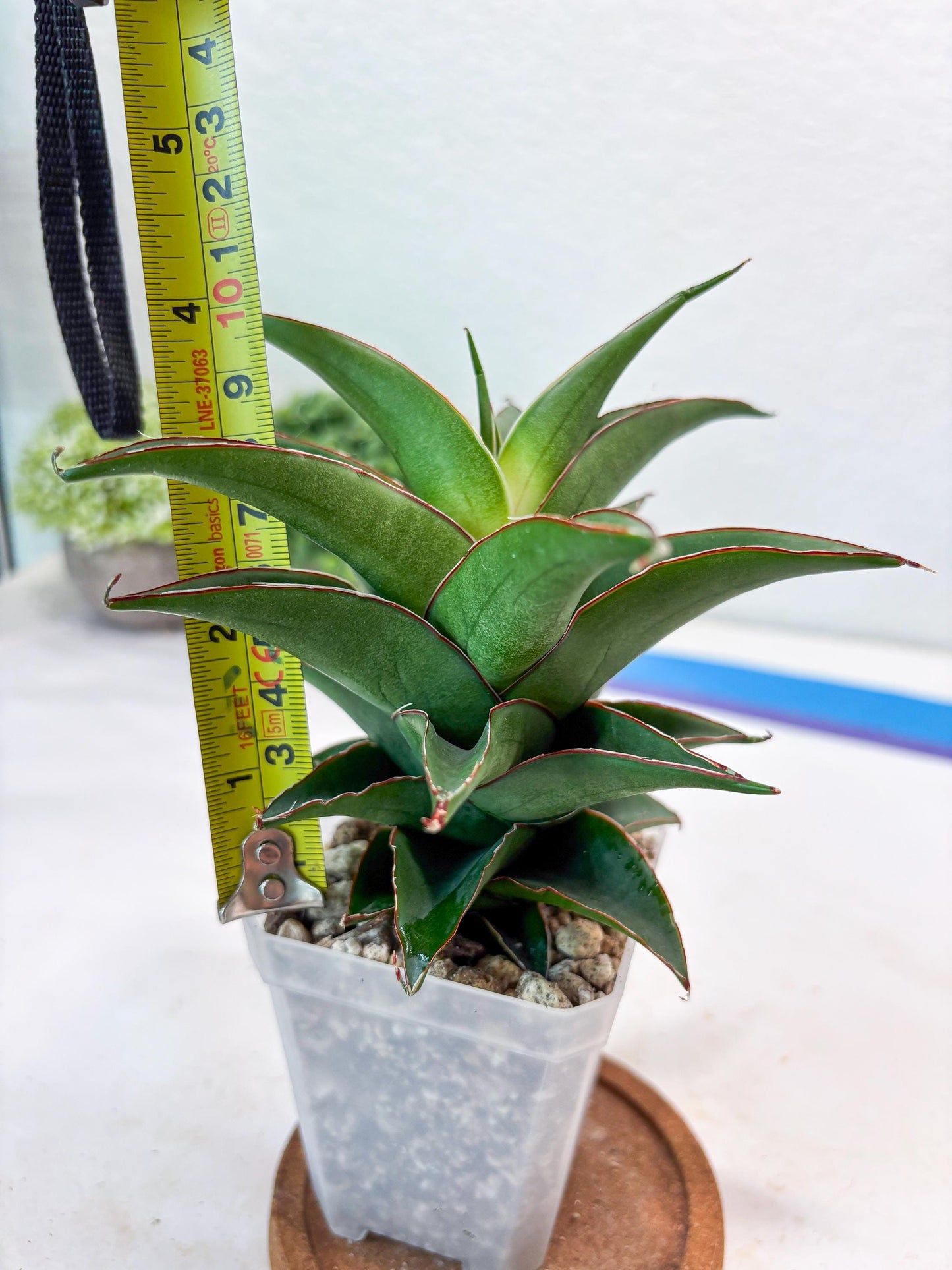 Sansevieria August (#Ba89) | Imported Snake Plant