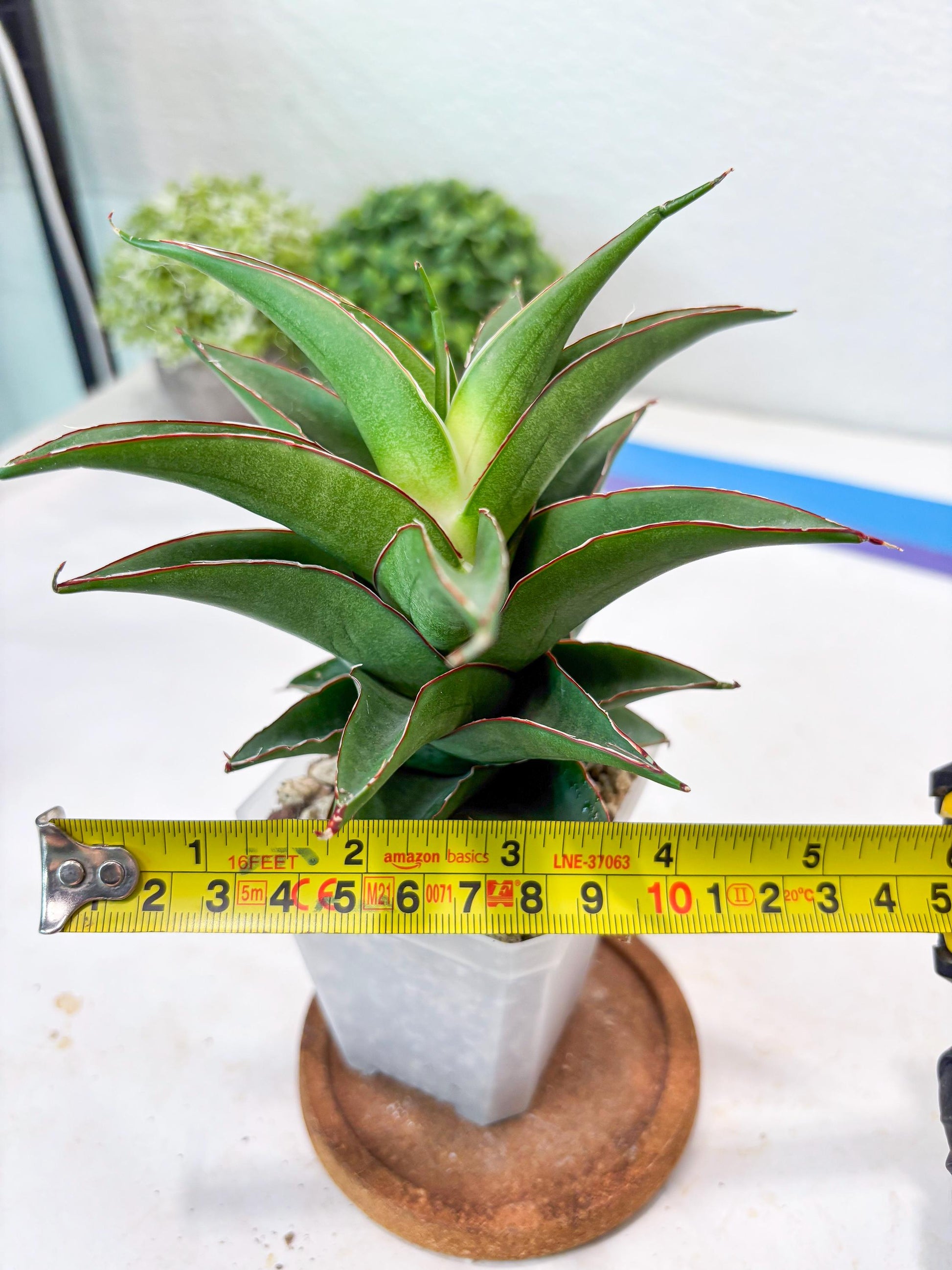 Sansevieria August (#Ba89) | Imported Snake Plant