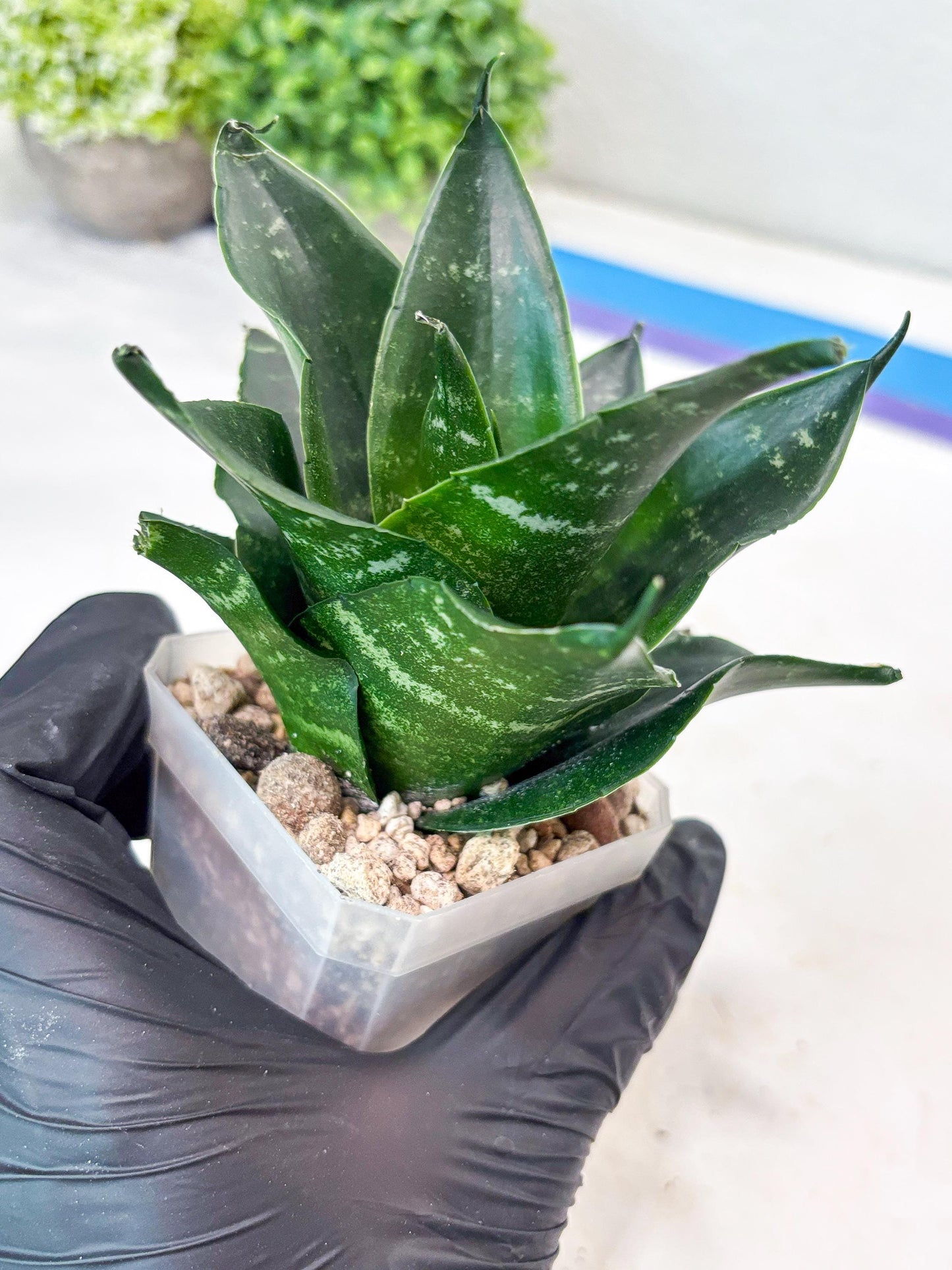 Sansevieria Adikara (#Ba88) | Imported Snake Plant