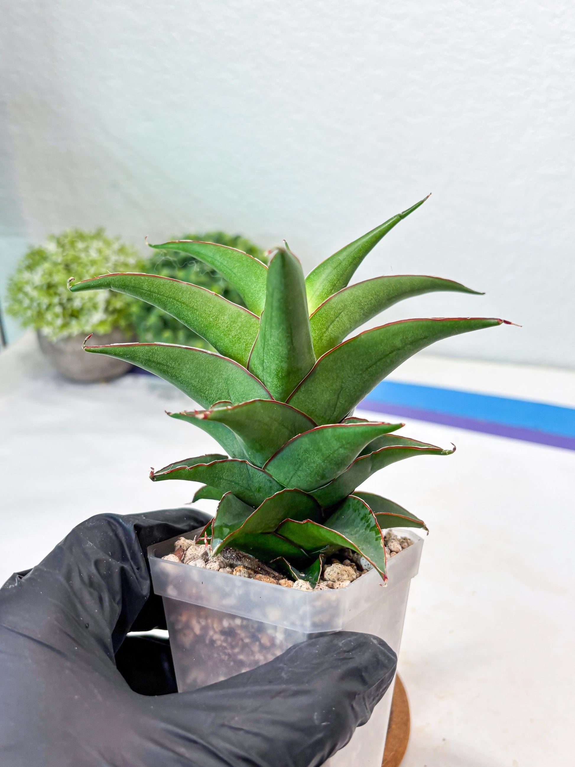 Sansevieria August (#Ba89) | Imported Snake Plant