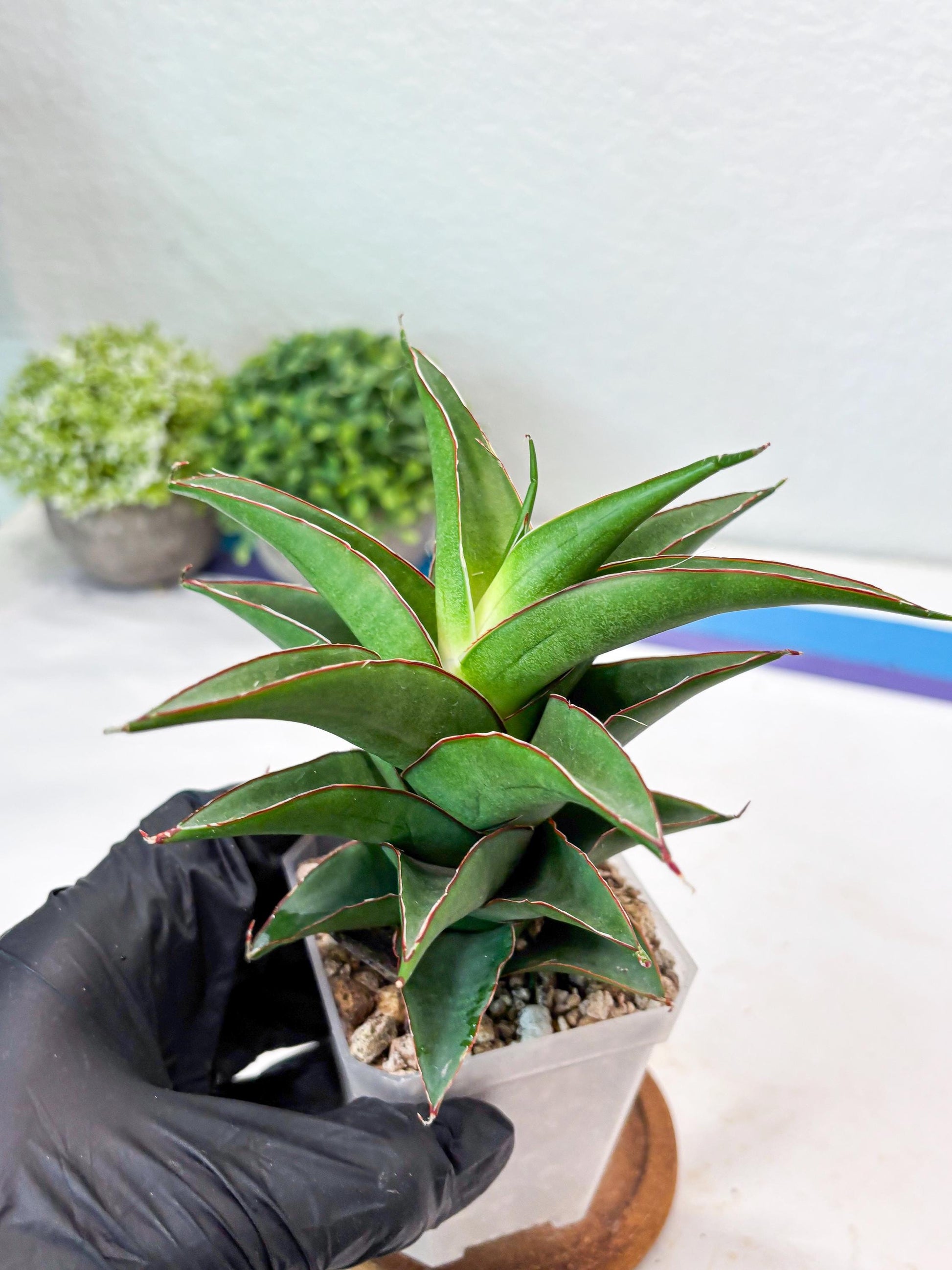 Sansevieria August (#Ba89) | Imported Snake Plant