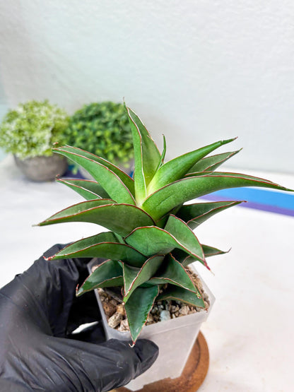Sansevieria August (#Ba89) | Imported Snake Plant