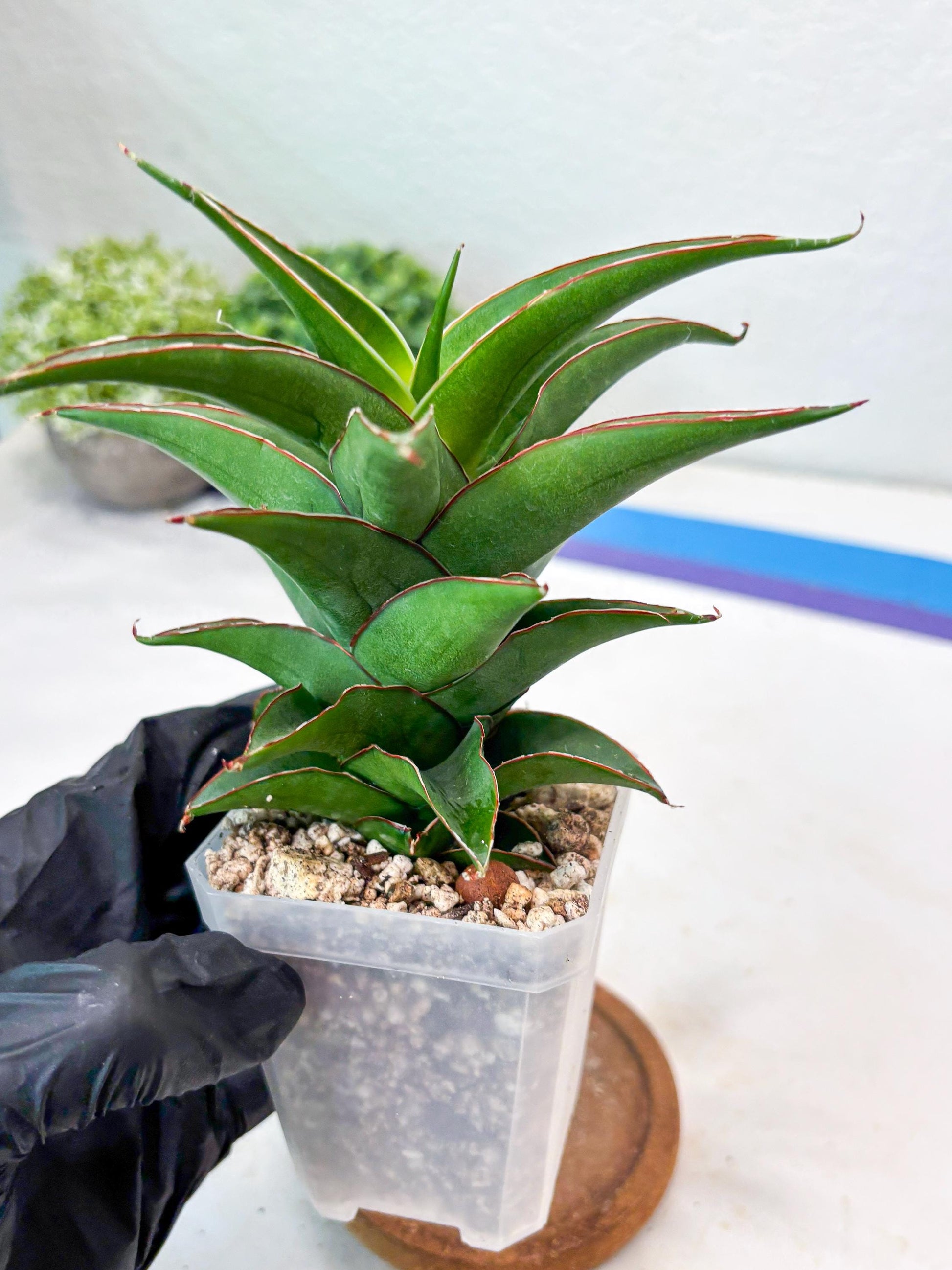 Sansevieria August (#Ba89) | Imported Snake Plant