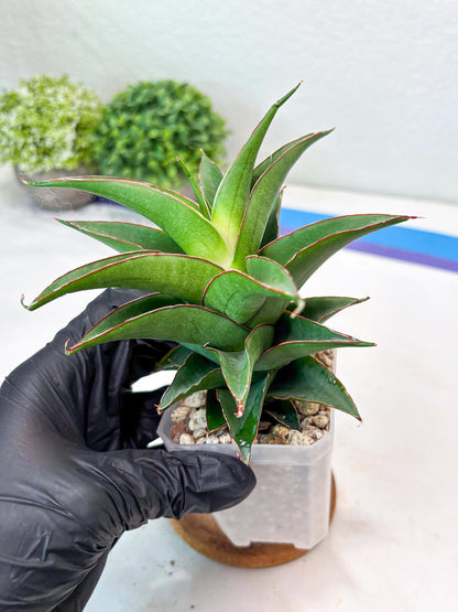 Sansevieria August (#Ba89) | Imported Snake Plant