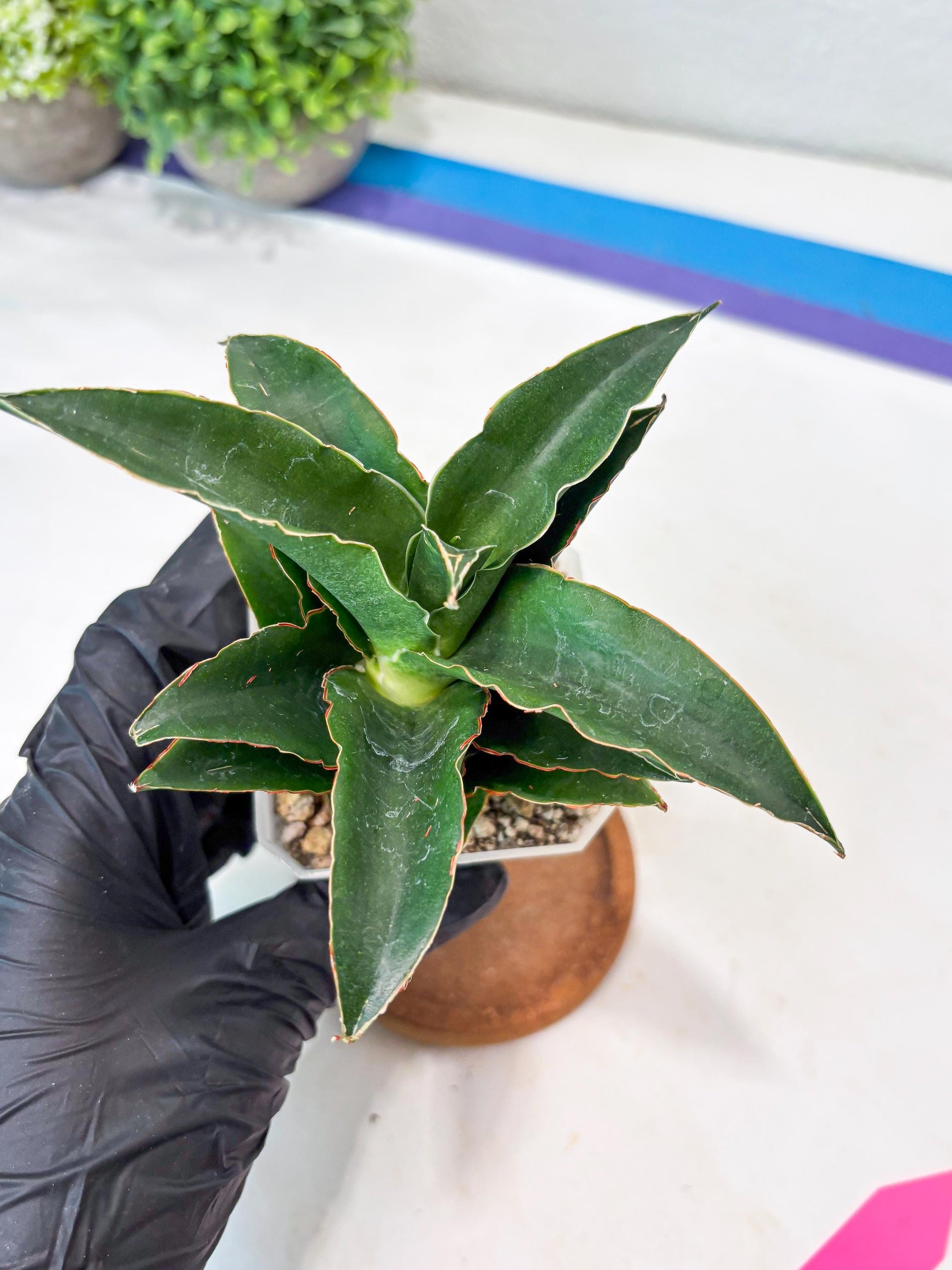 Sansevieria Sri Rama (#Ba92) (Pink) | Imported Snake Plant