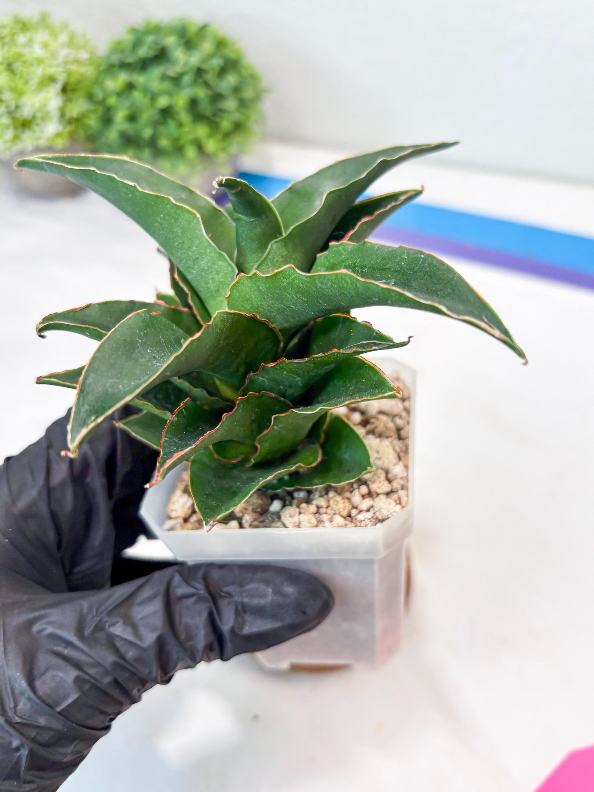 Sansevieria Sri Rama (#Ba92) (Pink) | Imported Snake Plant