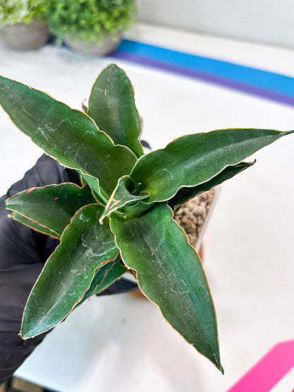 Sansevieria Sri Rama (#Ba92) (Pink) | Imported Snake Plant