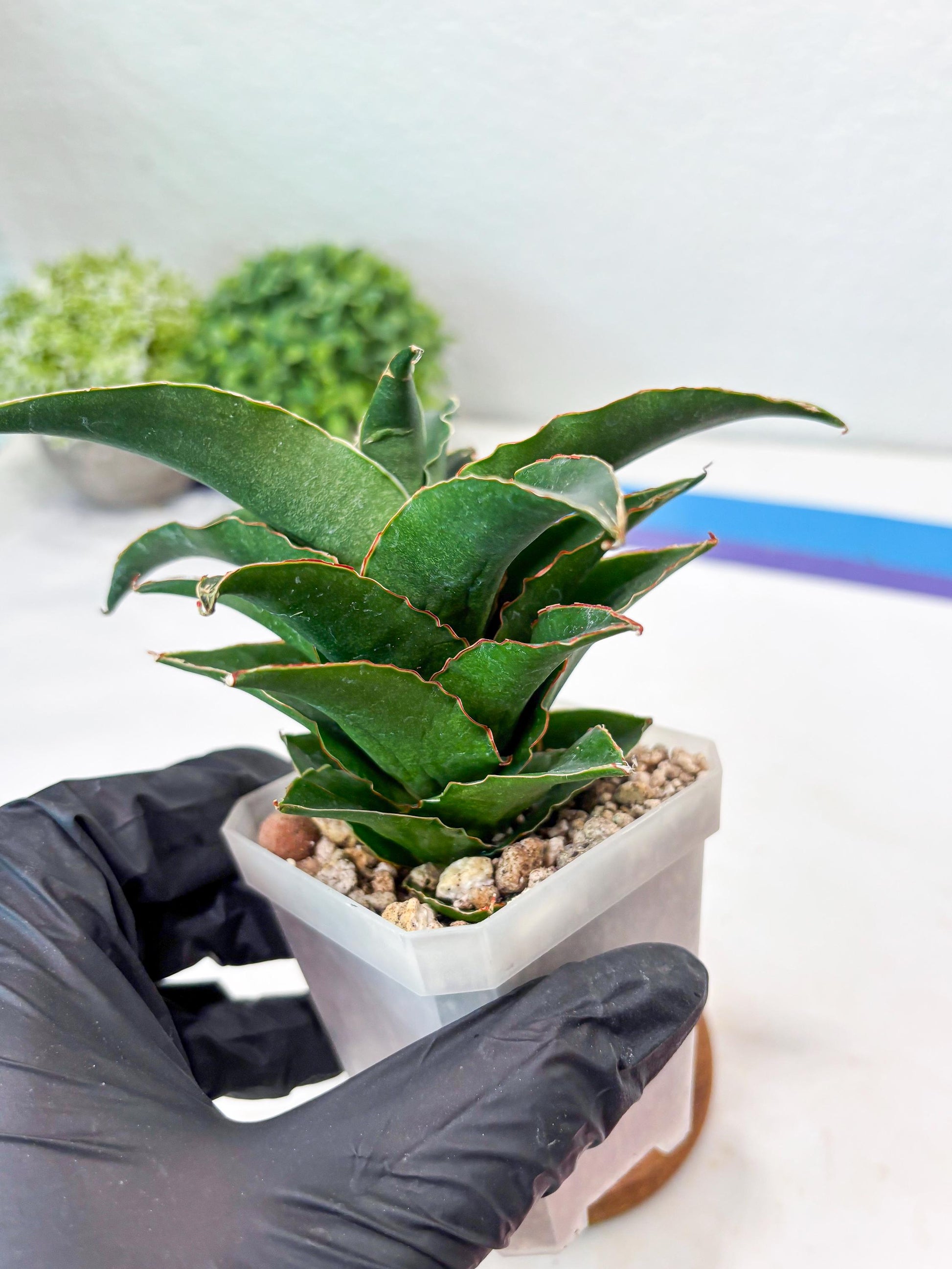 Sansevieria Sri Rama (#Ba92) (Pink) | Imported Snake Plant