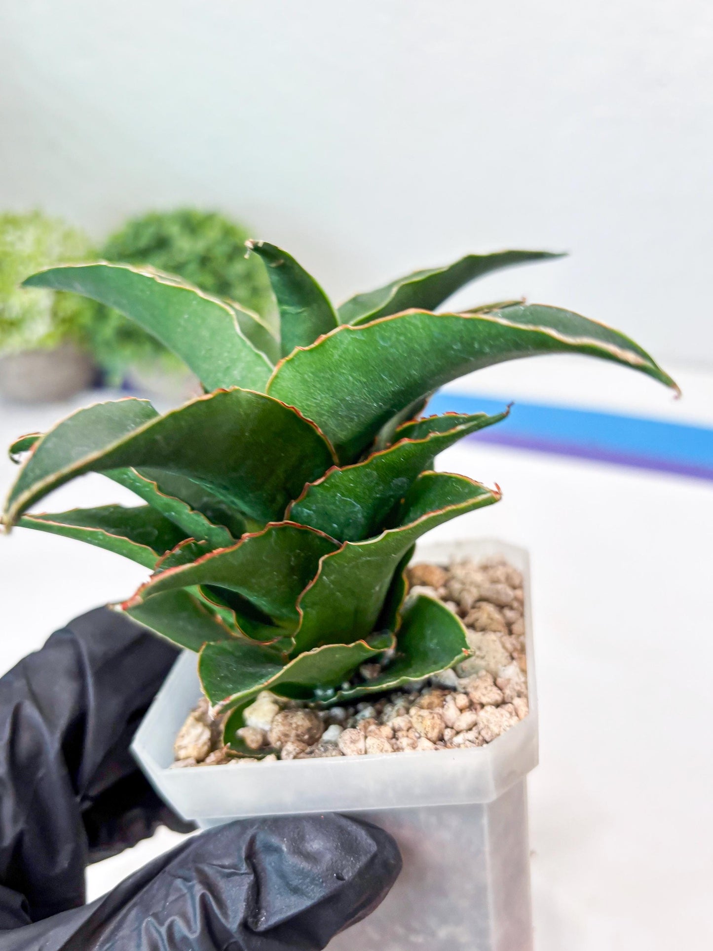 Sansevieria Sri Rama (#Ba92) (Pink) | Imported Snake Plant