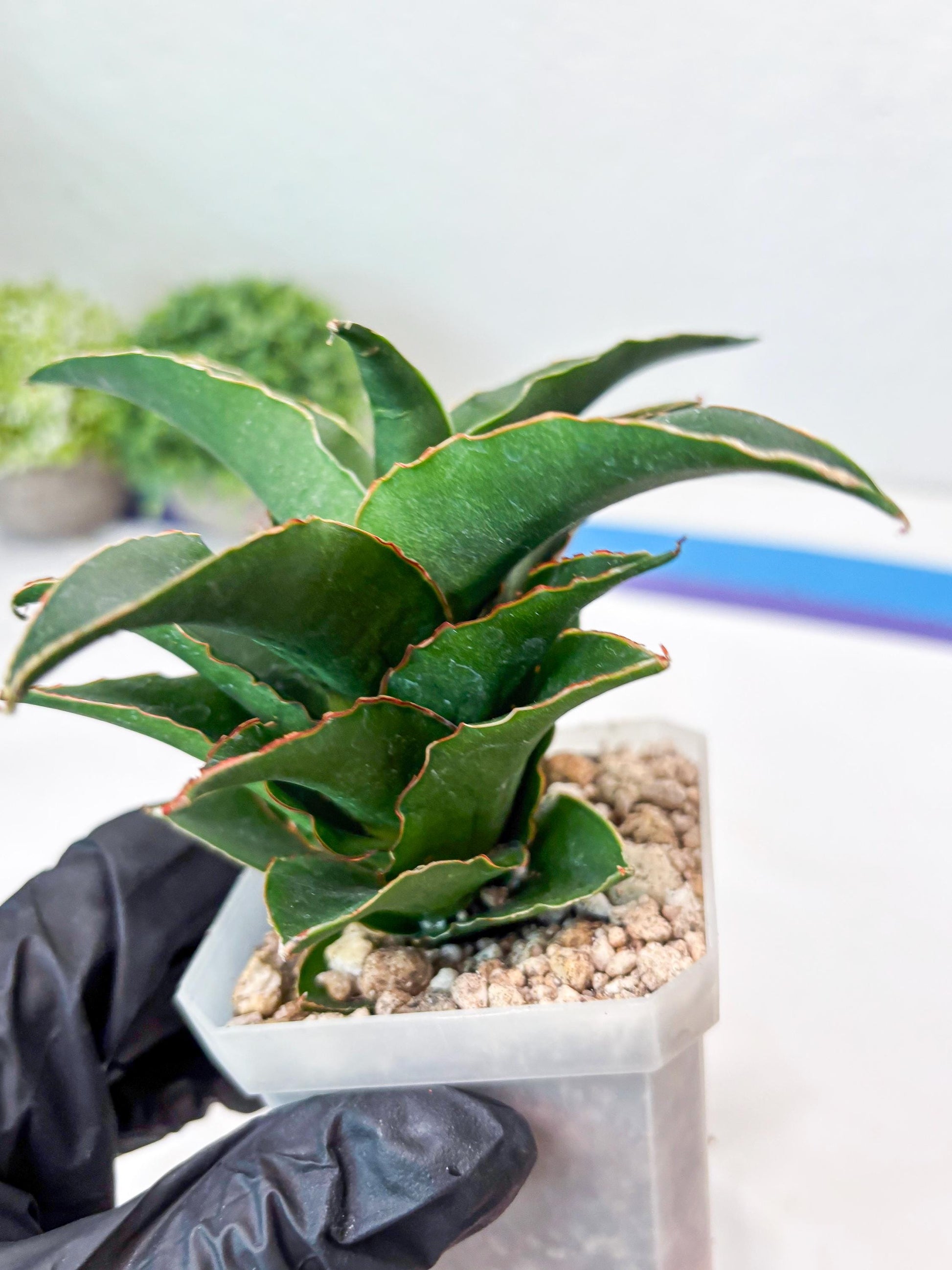 Sansevieria Sri Rama (#Ba92) (Pink) | Imported Snake Plant