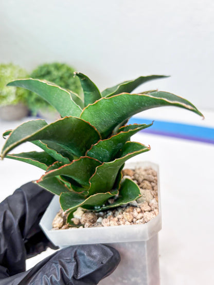 Sansevieria Sri Rama (#Ba92) (Pink) | Imported Snake Plant