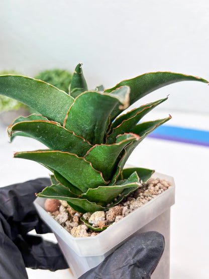 Sansevieria Sri Rama (#Ba92) (Pink) | Imported Snake Plant