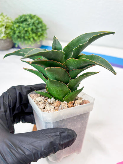 Sansevieria Sri Rama (#Ba92) (Pink) | Imported Snake Plant