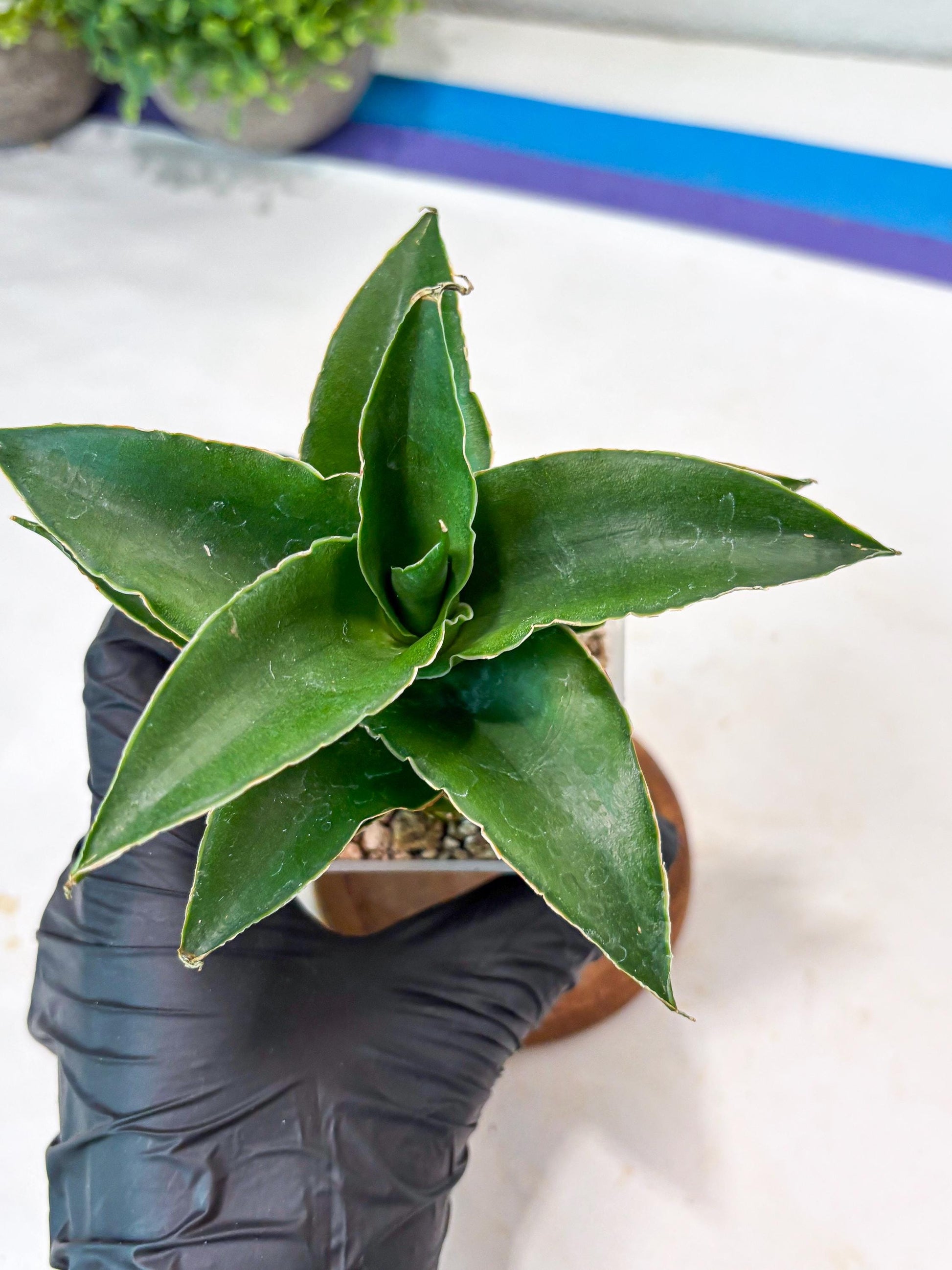 Sansevieria Sri Rama (#Ba92) (Yellow) | Imported Snake Plant