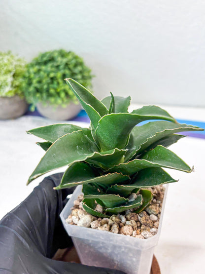 Sansevieria Sri Rama (#Ba92) (Yellow) | Imported Snake Plant