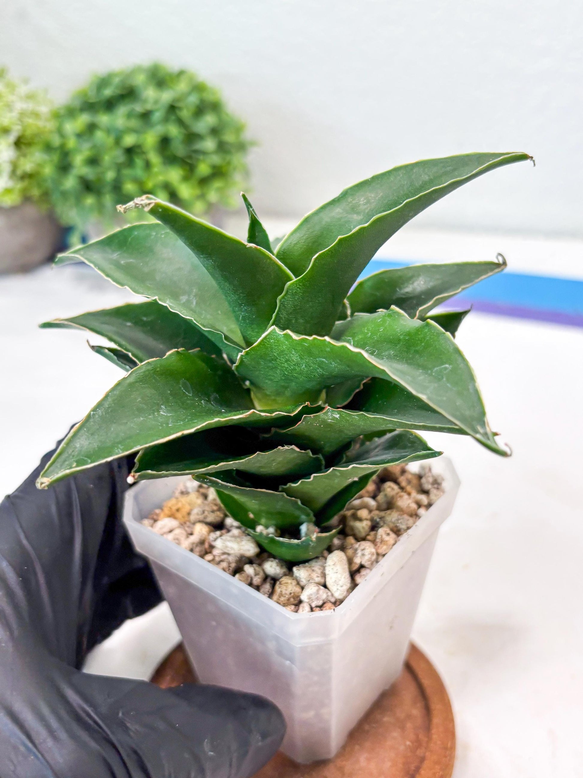 Sansevieria Sri Rama (#Ba92) (Yellow) | Imported Snake Plant