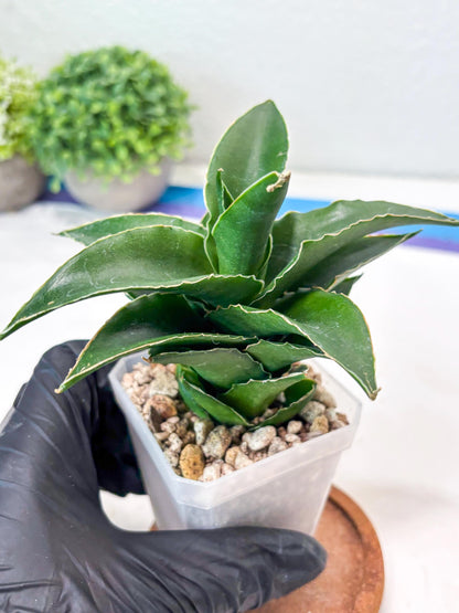 Sansevieria Sri Rama (#Ba92) (Yellow) | Imported Snake Plant