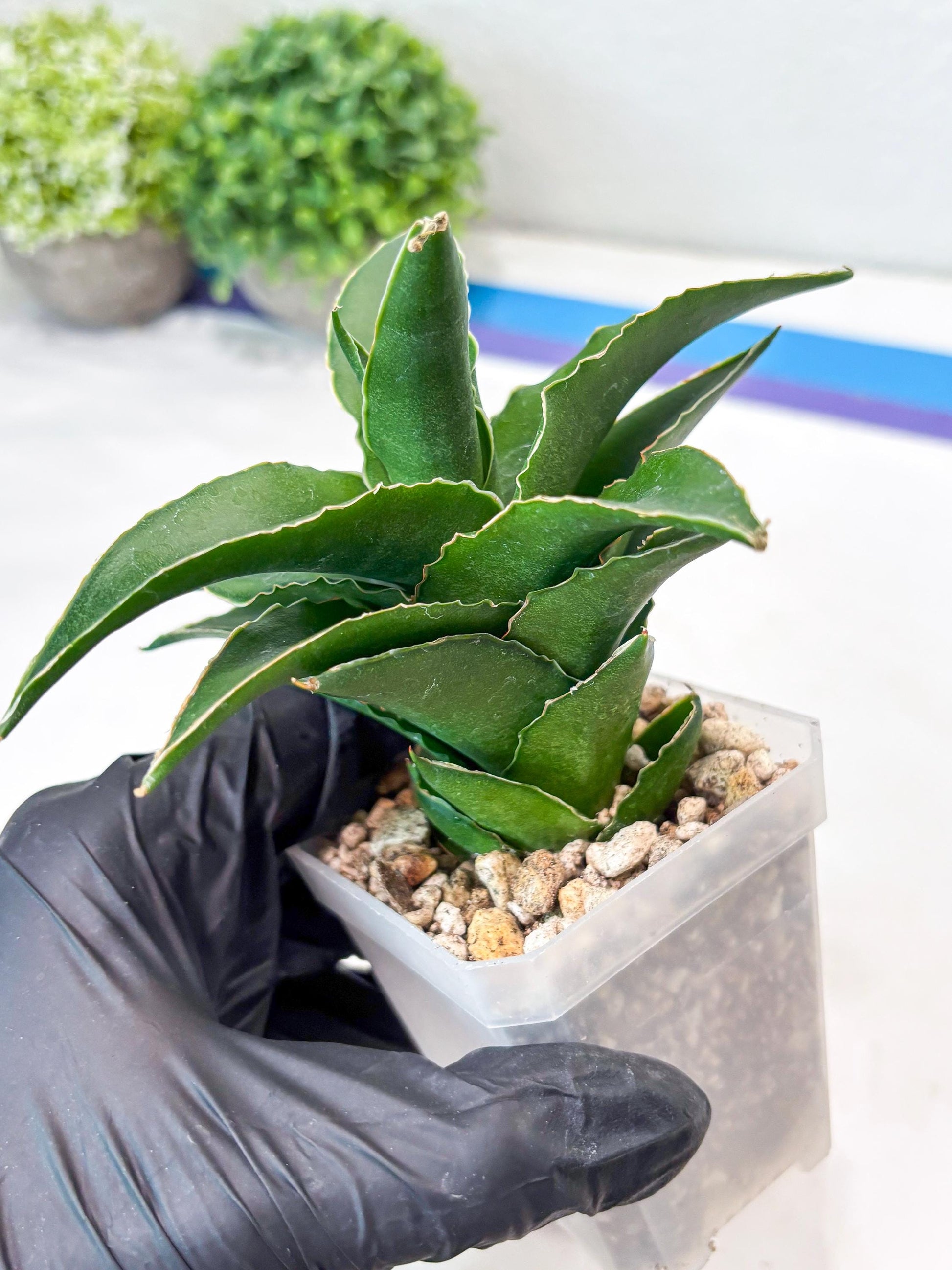 Sansevieria Sri Rama (#Ba92) (Yellow) | Imported Snake Plant