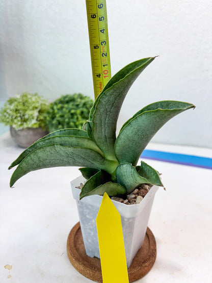 Sansevieria Larisa (#Ba96) (yellow) | Imported Hybrid Snake plant