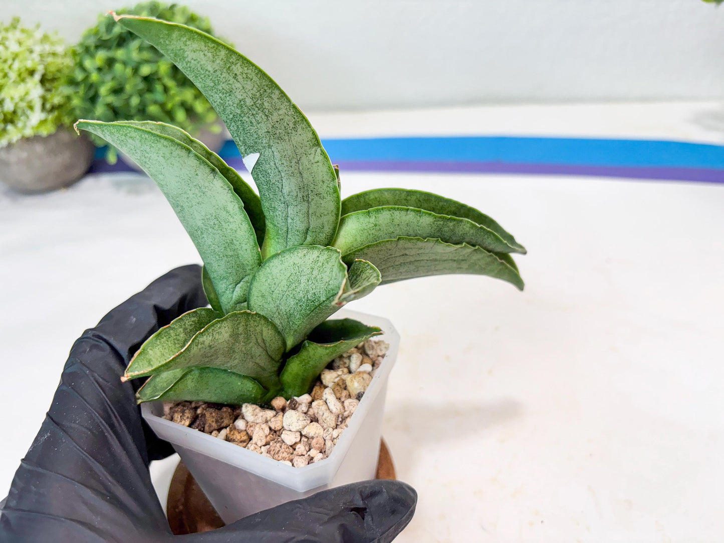 Sansevieria Larisa (#Ba96) (yellow) | Imported Hybrid Snake plant