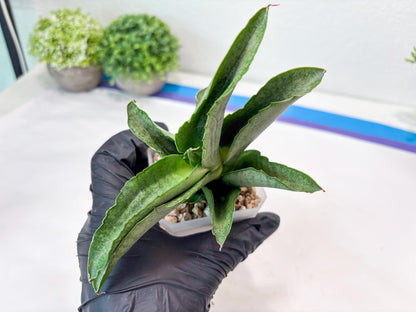 Sansevieria Larisa (#Ba96) (yellow) | Imported Hybrid Snake plant