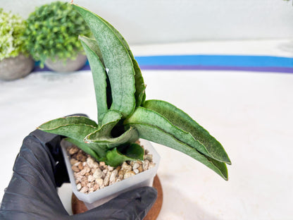 Sansevieria Larisa (#Ba96) (yellow) | Imported Hybrid Snake plant