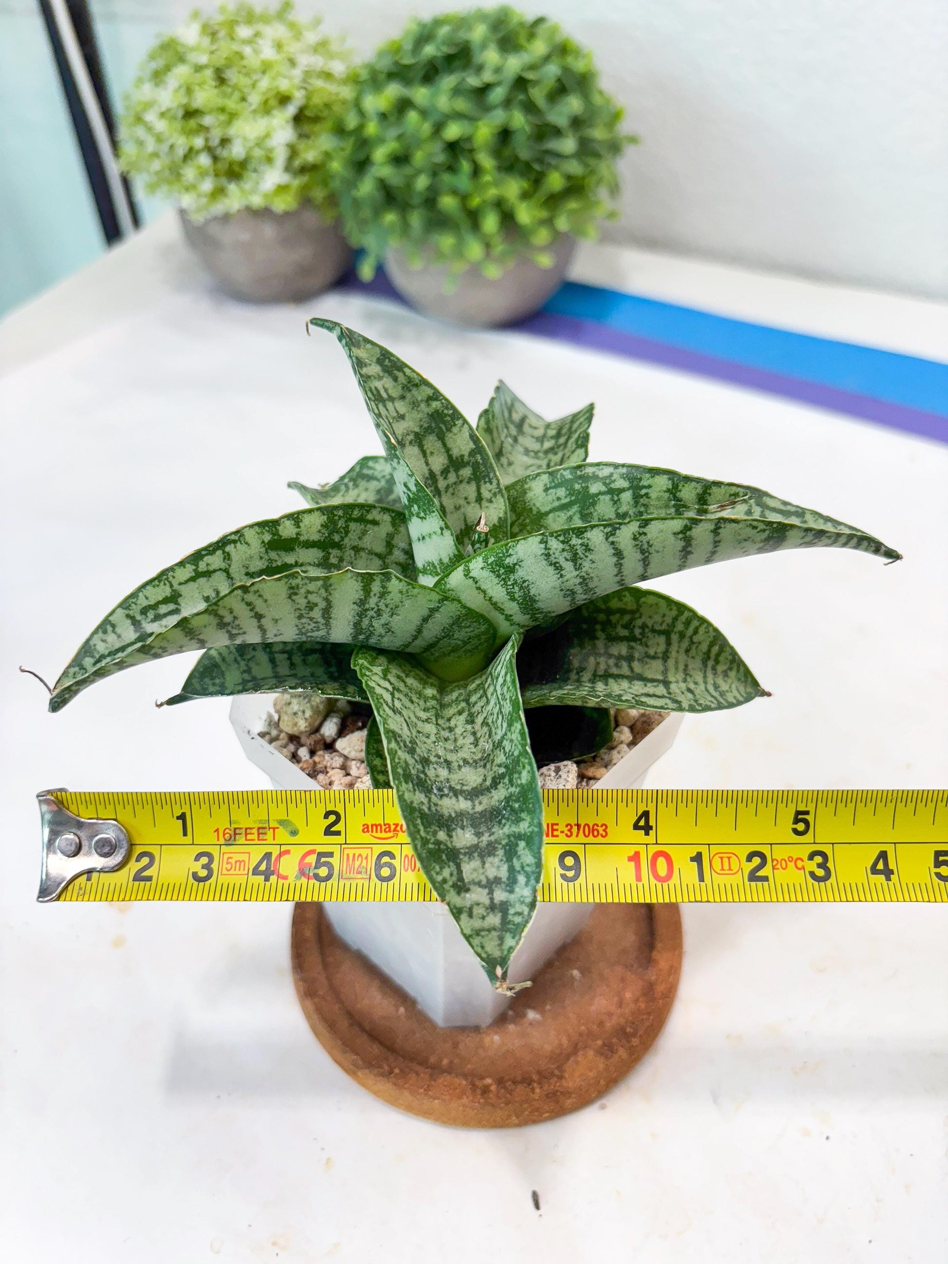 Sansevieria Josepin x Sindoro (#Ba97) | Imported Hybrid Snake plant