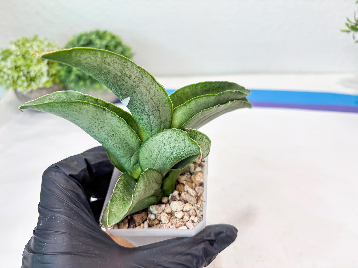 Sansevieria Larisa (#Ba96) (yellow) | Imported Hybrid Snake plant