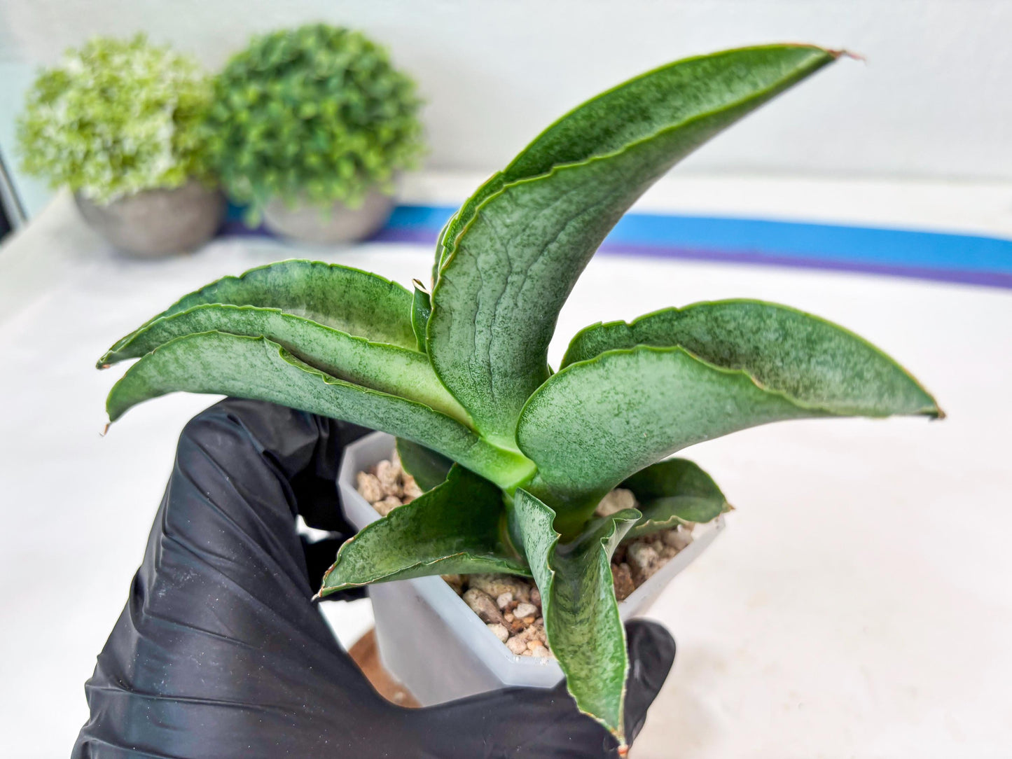 Sansevieria Larisa (#Ba96) (yellow) | Imported Hybrid Snake plant