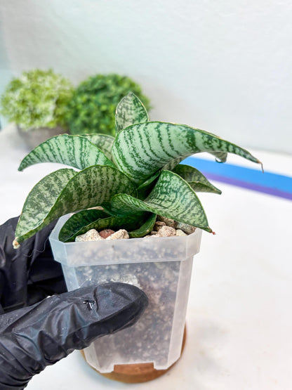 Sansevieria Josepin x Sindoro (#Ba97) | Imported Hybrid Snake plant