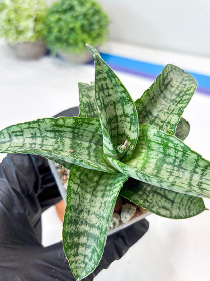 Sansevieria Josepin x Sindoro (#Ba97) | Imported Hybrid Snake plant